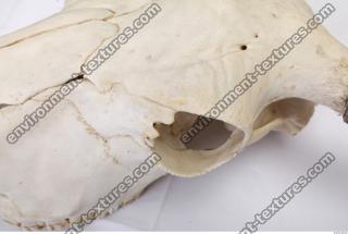 Photo Reference of Animal Skull